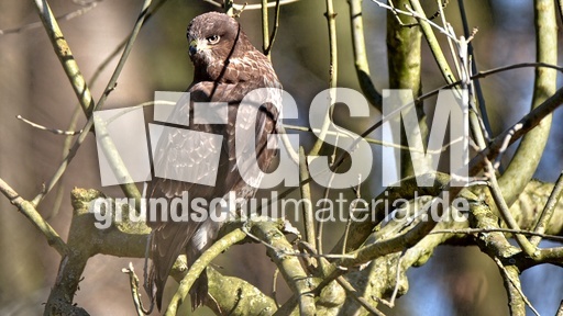 Mäusebussard (12).jpg